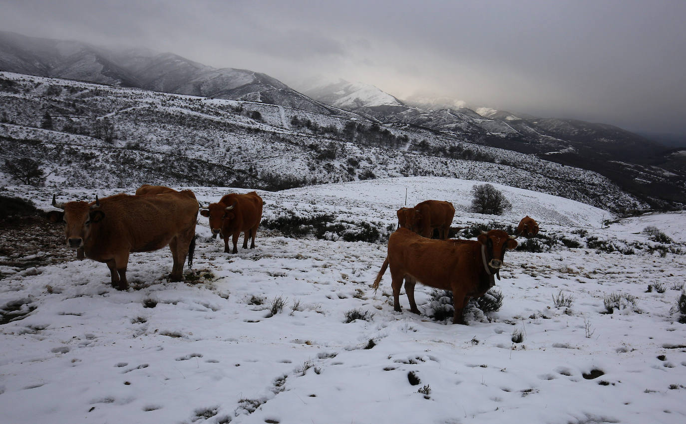 'Fien' comienza a remitir en la provincia pero la montaña se mantiene en fase de preemergencia. La nieve ha alcanzado de lleno a toda la provincia y El Bierzo no ha sido una excepción. 