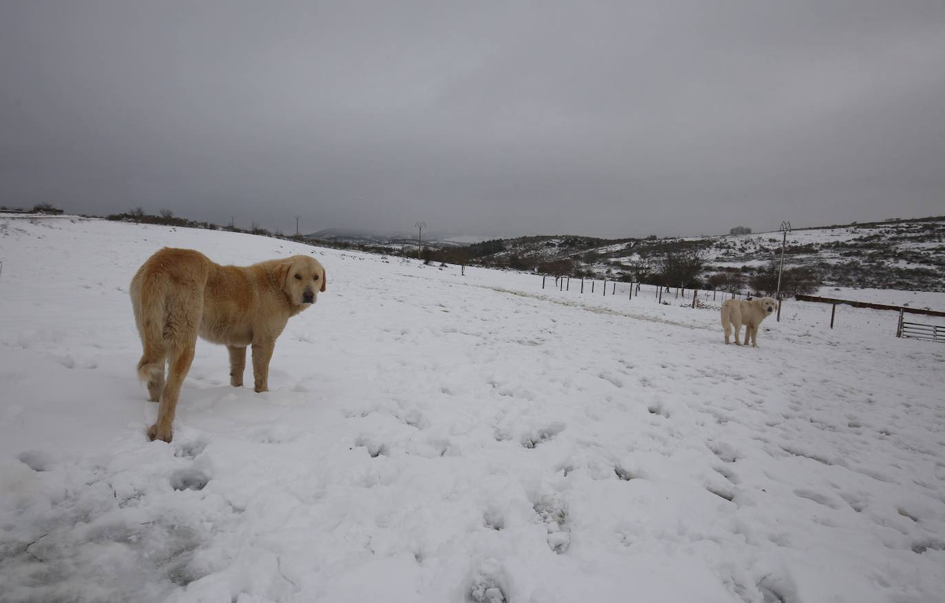 'Fien' comienza a remitir en la provincia pero la montaña se mantiene en fase de preemergencia. La nieve ha alcanzado de lleno a toda la provincia y El Bierzo no ha sido una excepción. 