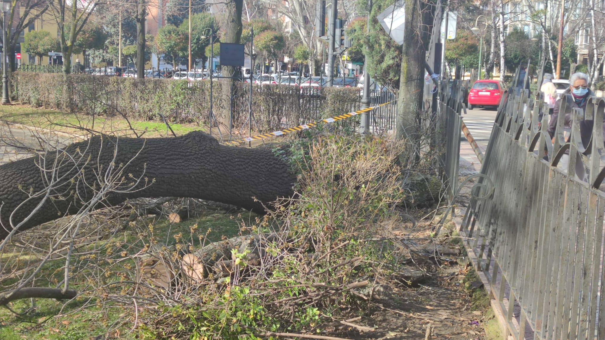 La zona permanece acordonada a la espera de saber qué ha ocurrido con este ejemplar.