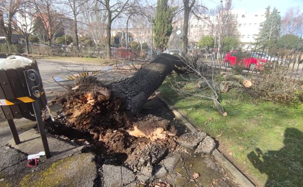 Imagen del árbol caído en la zona ajardinada de San Francisco y que no ha causado daños personales. 