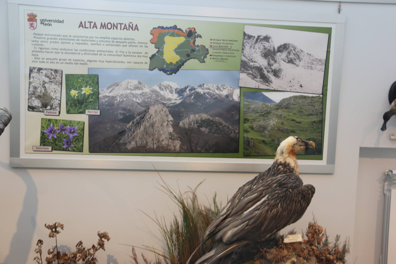 El Museo de Colecciones de la Universidad abre sus puertas a la sociedad leonesa | Ocho salas muestran parte de la colección de mamíferos, antrópodos, aves y mariposas que componen la mayor muestra de España con más de 2.500 aves de todo el mundo y 25.000 especies de mariposas | La colección biológica se amplía con una muestra patrimonial con más de mil objetos de investigación del siglo XIX.