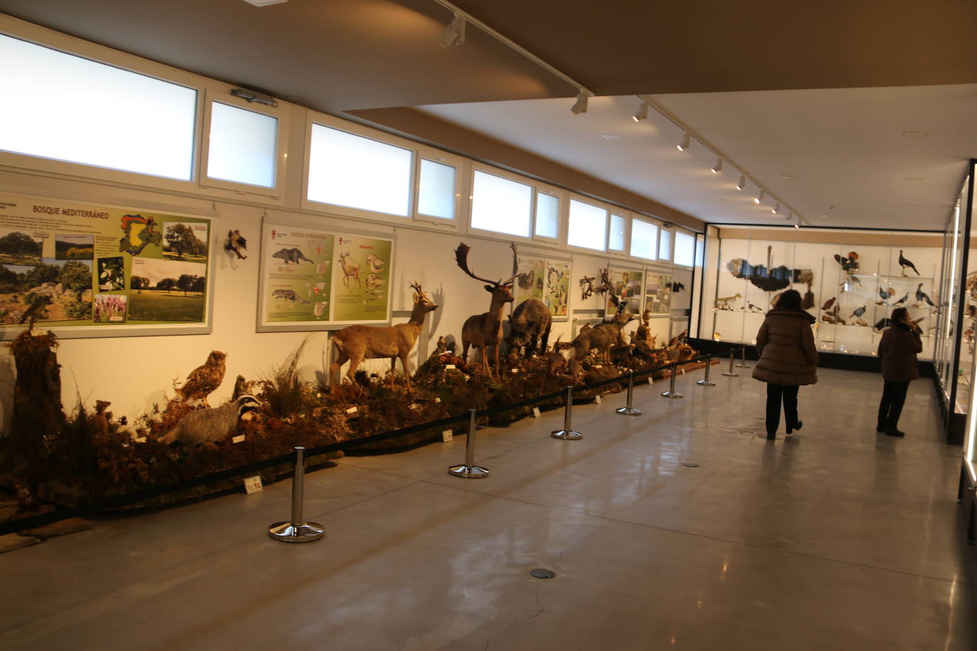 El Museo de Colecciones de la Universidad abre sus puertas a la sociedad leonesa | Ocho salas muestran parte de la colección de mamíferos, antrópodos, aves y mariposas que componen la mayor muestra de España con más de 2.500 aves de todo el mundo y 25.000 especies de mariposas | La colección biológica se amplía con una muestra patrimonial con más de mil objetos de investigación del siglo XIX.