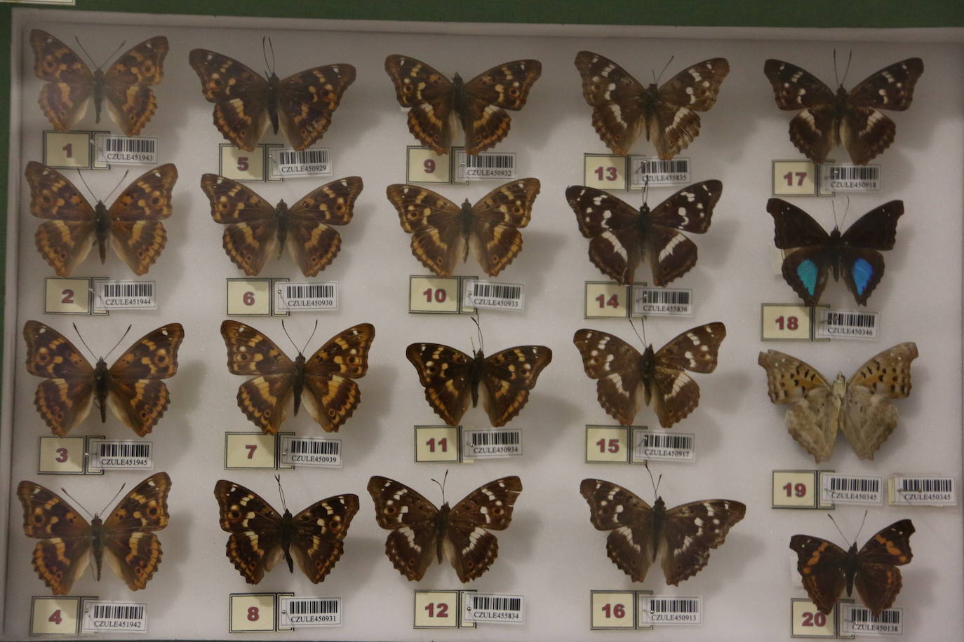 El Museo de Colecciones de la Universidad abre sus puertas a la sociedad leonesa | Ocho salas muestran parte de la colección de mamíferos, antrópodos, aves y mariposas que componen la mayor muestra de España con más de 2.500 aves de todo el mundo y 25.000 especies de mariposas | La colección biológica se amplía con una muestra patrimonial con más de mil objetos de investigación del siglo XIX.