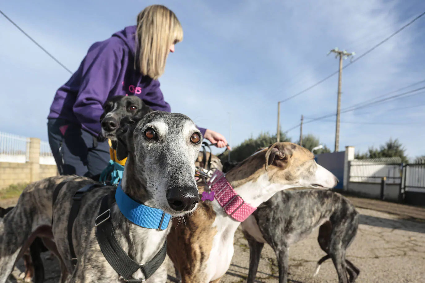 La Asociación Galgos de León cumple cinco años.