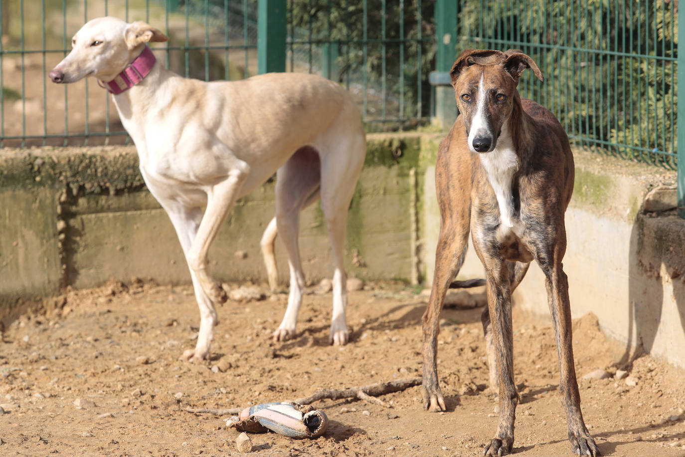 La Asociación Galgos de León cumple cinco años.