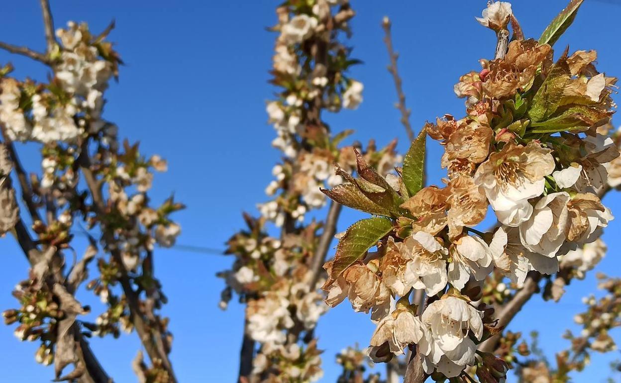 Imagen de archivo de frutales en el Bierzo dañados por la helada. 