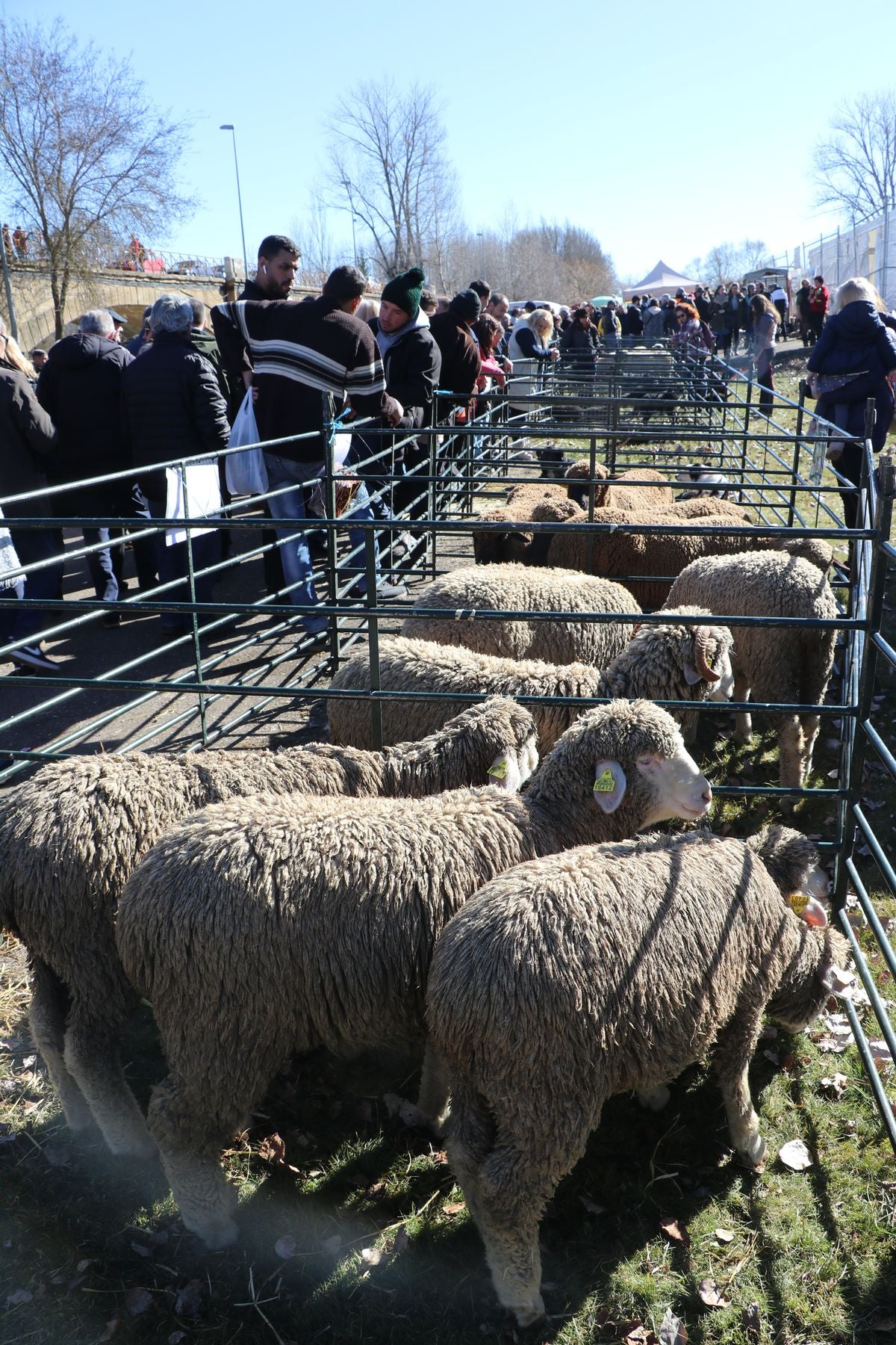 Gradefes ha celebrado este domingo su Feria de San Blas con un éxito rotundo de afluencia.