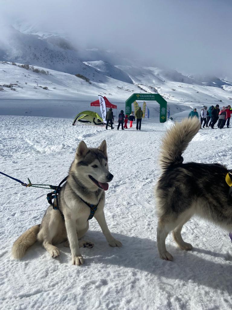 El puerto de Vegarada y Valdelugueros han vuelto a convertirse durante este fin de semana en la capital del Mushing.