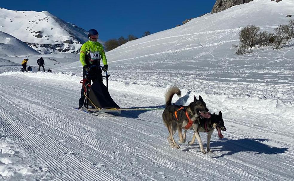 Uno de los participantes del Campeonato de Castilla y León de Mushing celebrado en Valdelugueros.