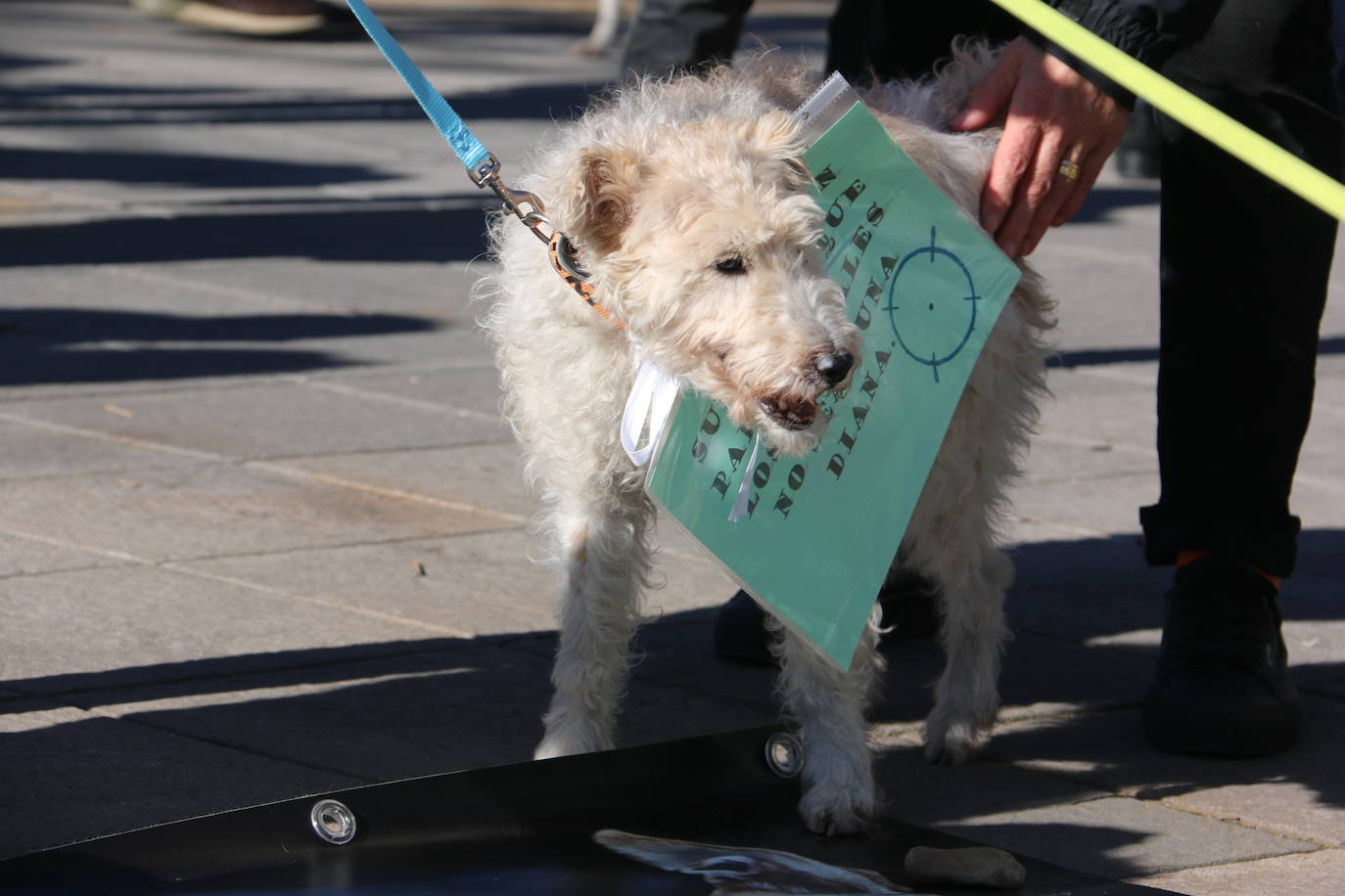 La Plataforma No a la Caza convoca en León una manifestación para exigir al Gobierno que modifique la Ley de Protección Animal e incluya en ella a perros como los galgos | EL 28 de febrero termina la temporada de caza con galgos y las asociaciones temen un «abandono masivo y asesinato» de estos animales.