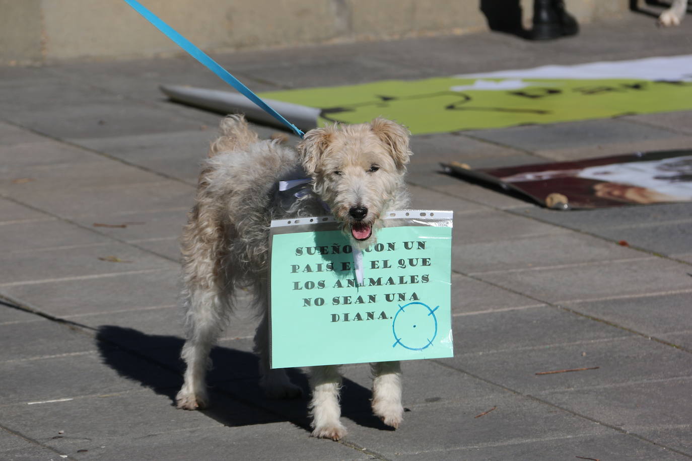 La Plataforma No a la Caza convoca en León una manifestación para exigir al Gobierno que modifique la Ley de Protección Animal e incluya en ella a perros como los galgos | EL 28 de febrero termina la temporada de caza con galgos y las asociaciones temen un «abandono masivo y asesinato» de estos animales.