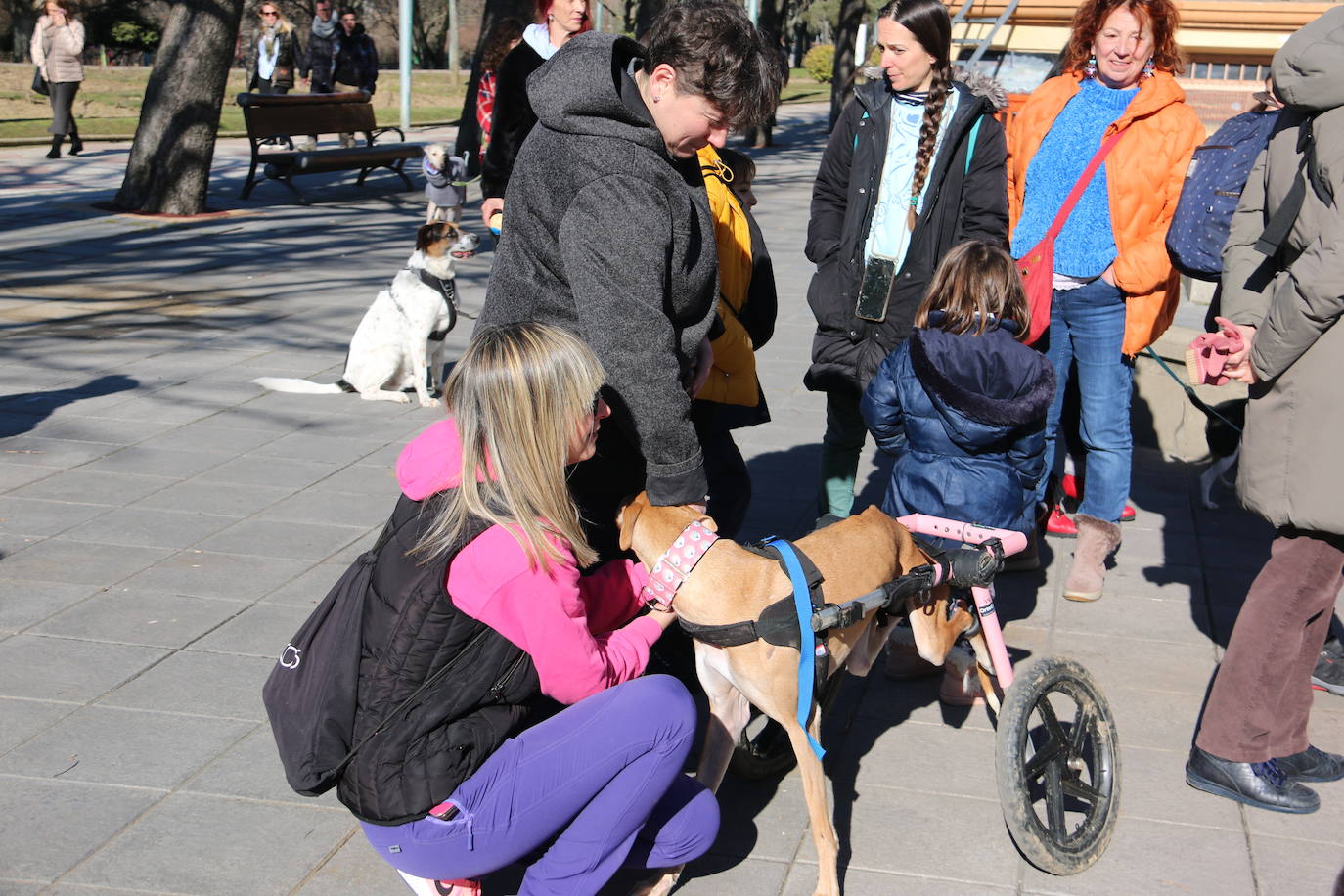 La Plataforma No a la Caza convoca en León una manifestación para exigir al Gobierno que modifique la Ley de Protección Animal e incluya en ella a perros como los galgos | EL 28 de febrero termina la temporada de caza con galgos y las asociaciones temen un «abandono masivo y asesinato» de estos animales.