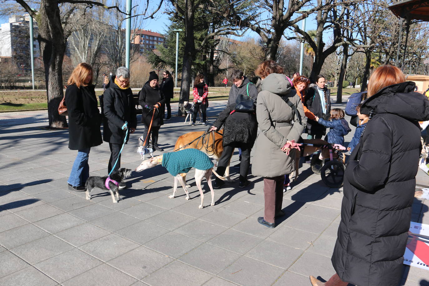 La Plataforma No a la Caza convoca en León una manifestación para exigir al Gobierno que modifique la Ley de Protección Animal e incluya en ella a perros como los galgos | EL 28 de febrero termina la temporada de caza con galgos y las asociaciones temen un «abandono masivo y asesinato» de estos animales.