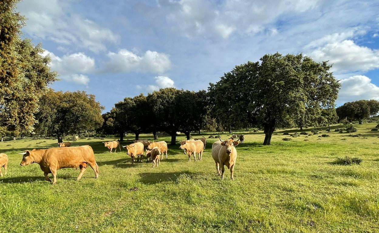 El ganado aprovechando el pasto. 