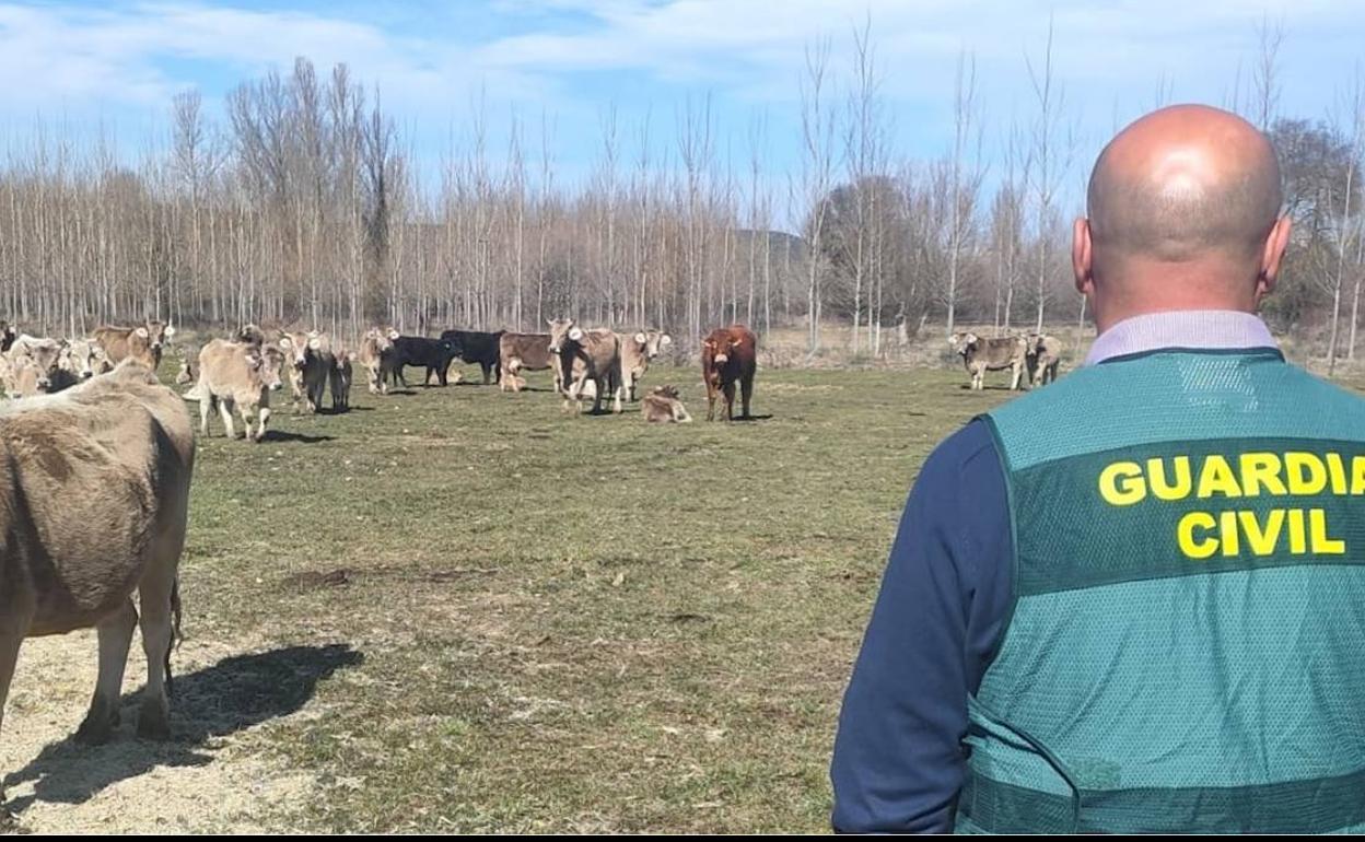 Detenidos e investigados en León por robar animales de explotaciones agrarias en la provincia.