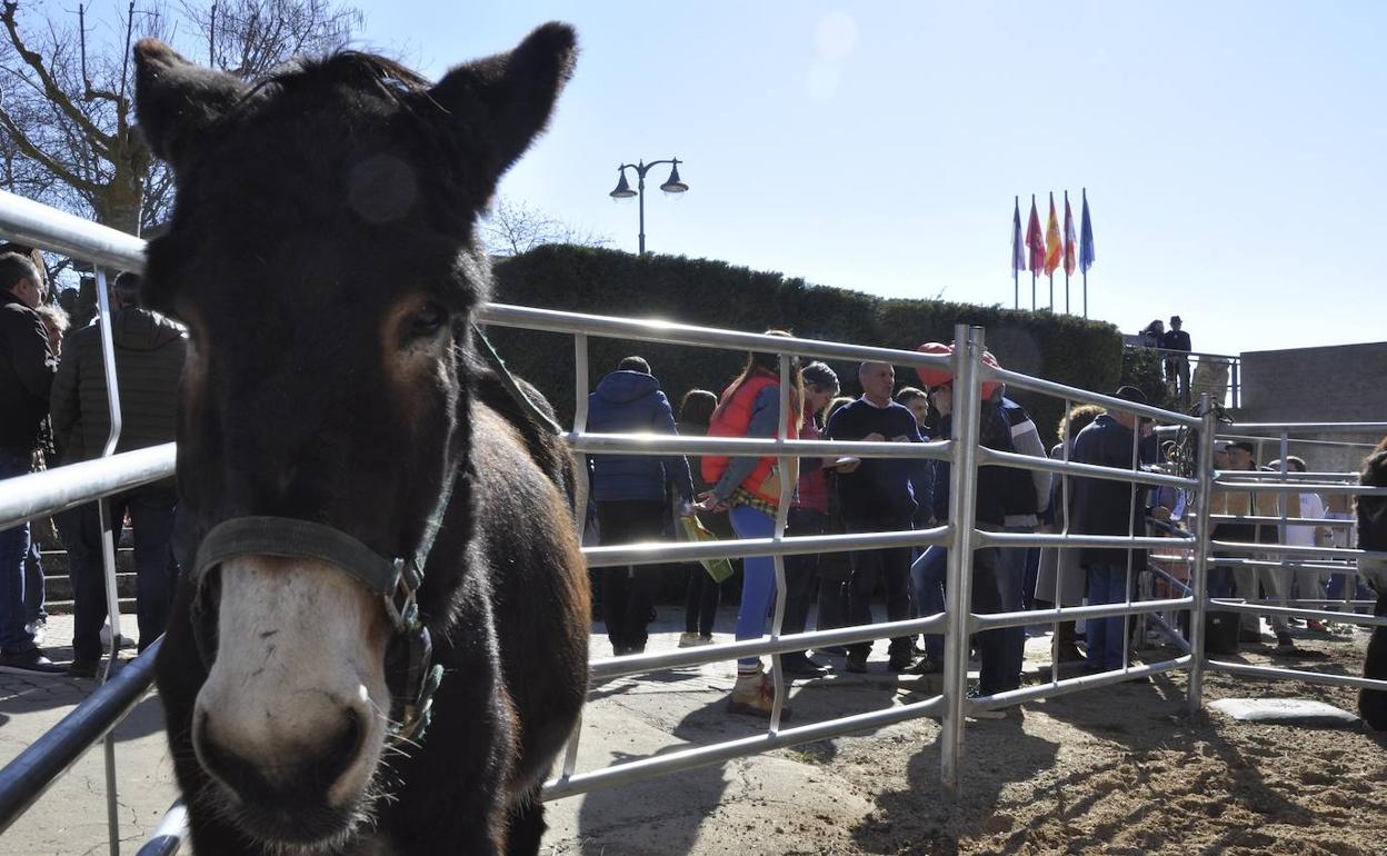 El alcalde de Valencia de Don Juan ha señalado que mientras sigan al frente el Ayuntamiento continuarán apostando por este concurso-exhibición. 