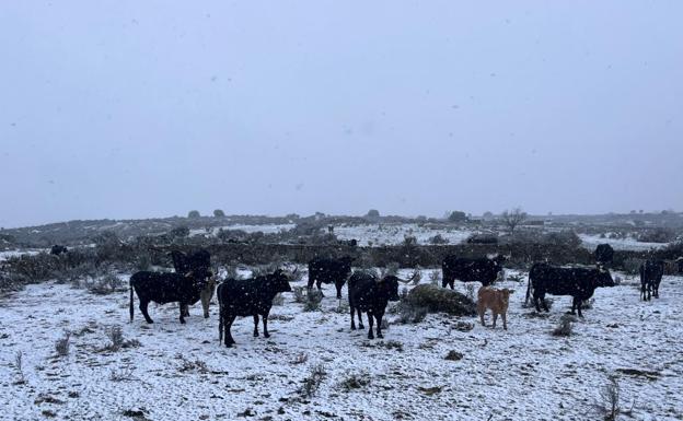 Imagen principal - Vacas de raza morucha en San Felices de los Gallegos. 