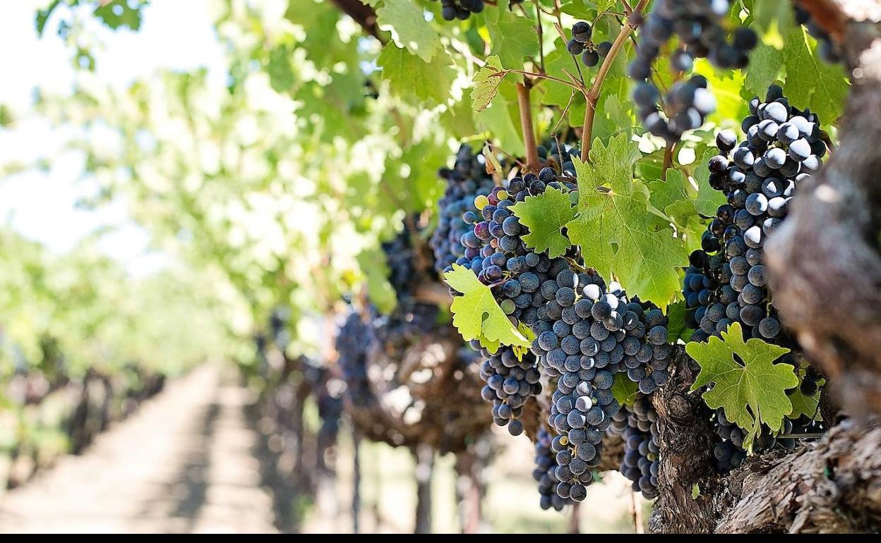 Viñedo en El Bierzo.