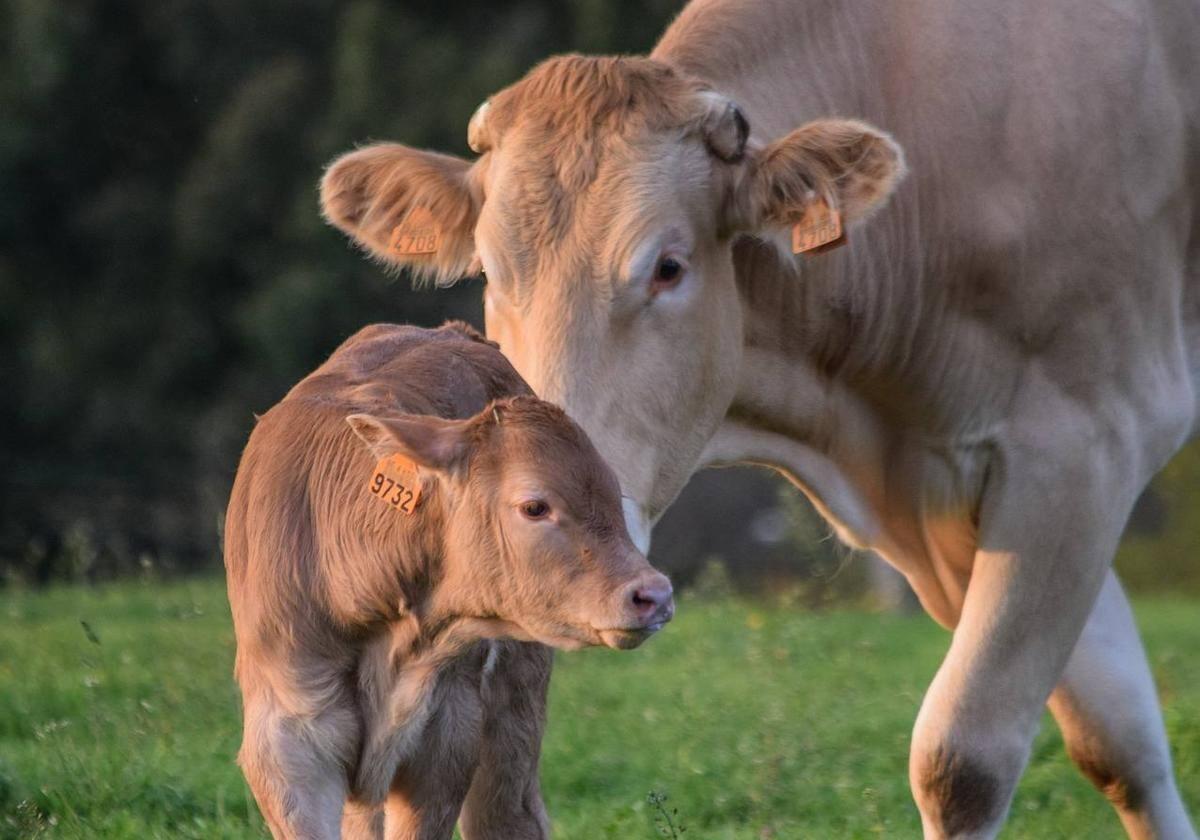 Vacas en Castilla y León.