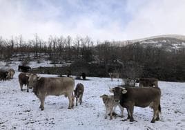 El ganado ya pasta sobre la nieve en los montes de León.