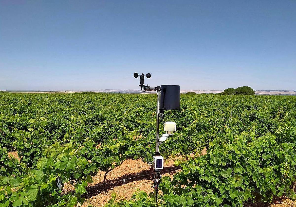 Campo de vid en la provincia.