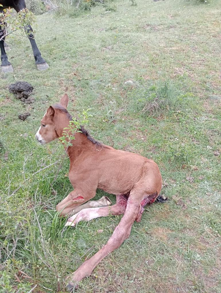 Imagen de un potro atacado por un lobo.