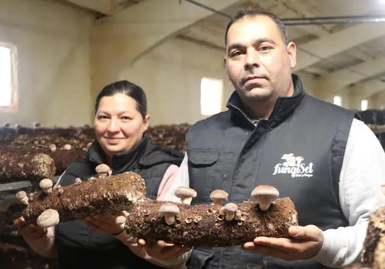 Vera Stoyanova y Blagoy Dimitrov son los encarados de cultivar el shiitake en Llama de Colle, en Boñar.