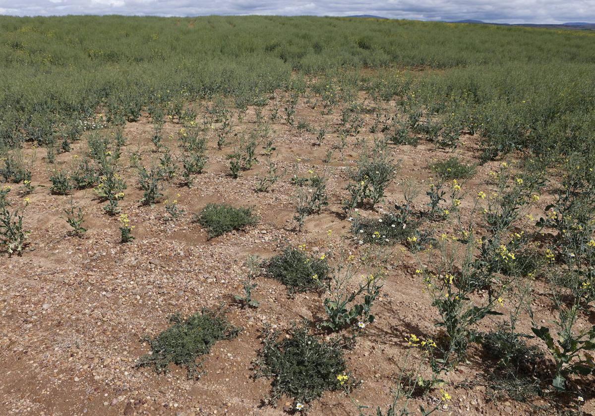 Sequía en el campo.