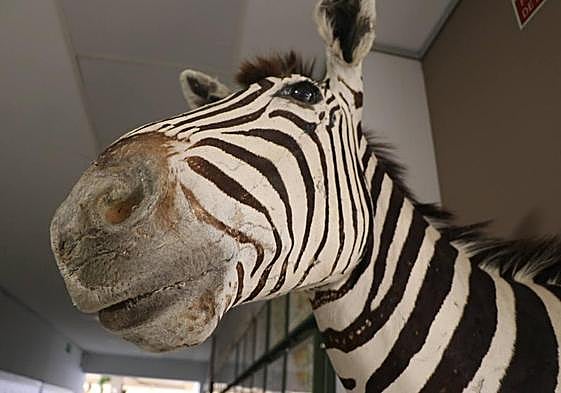 El Museo de las Colecciones de la Universidad de León