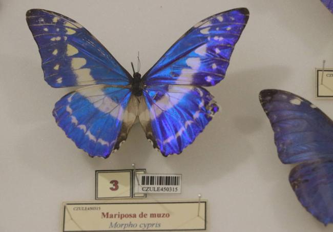 Un ejemplar de mariposa en el Mule.