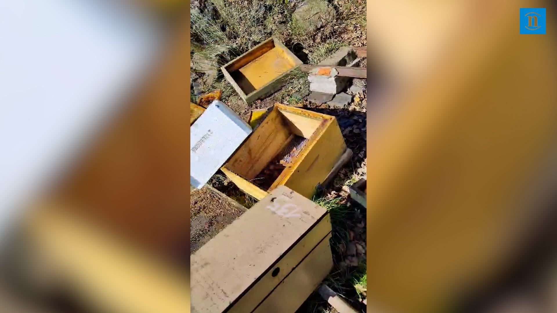 Un oso destroza una colmena de abejas en Brañuelas