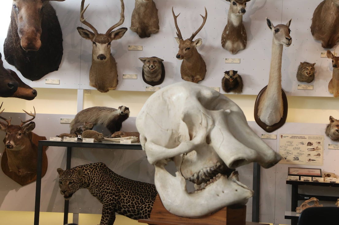 El Museo de las Colecciones de la Universidad de León | leonoticias.com