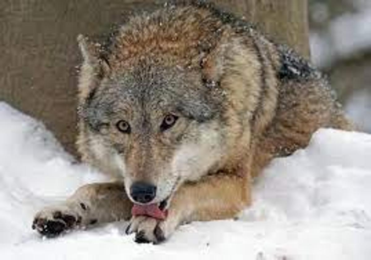 Imagen de archivo de un lobo.