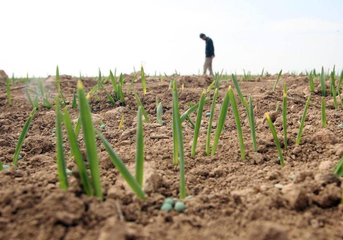 Agricultura resuelve las ayudas agroambientales de la PAC por valor de 37 millones