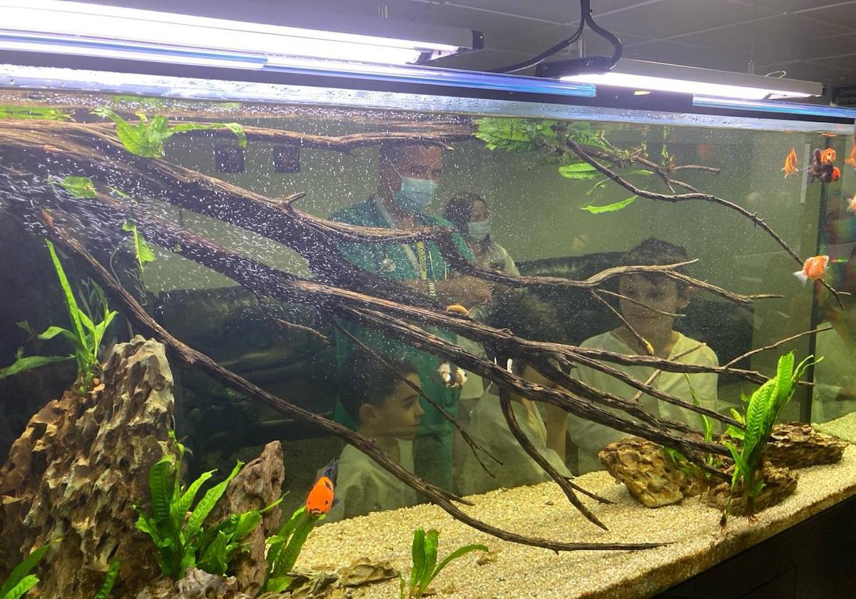 Acuario que se ha instalado en el Hospital de León.