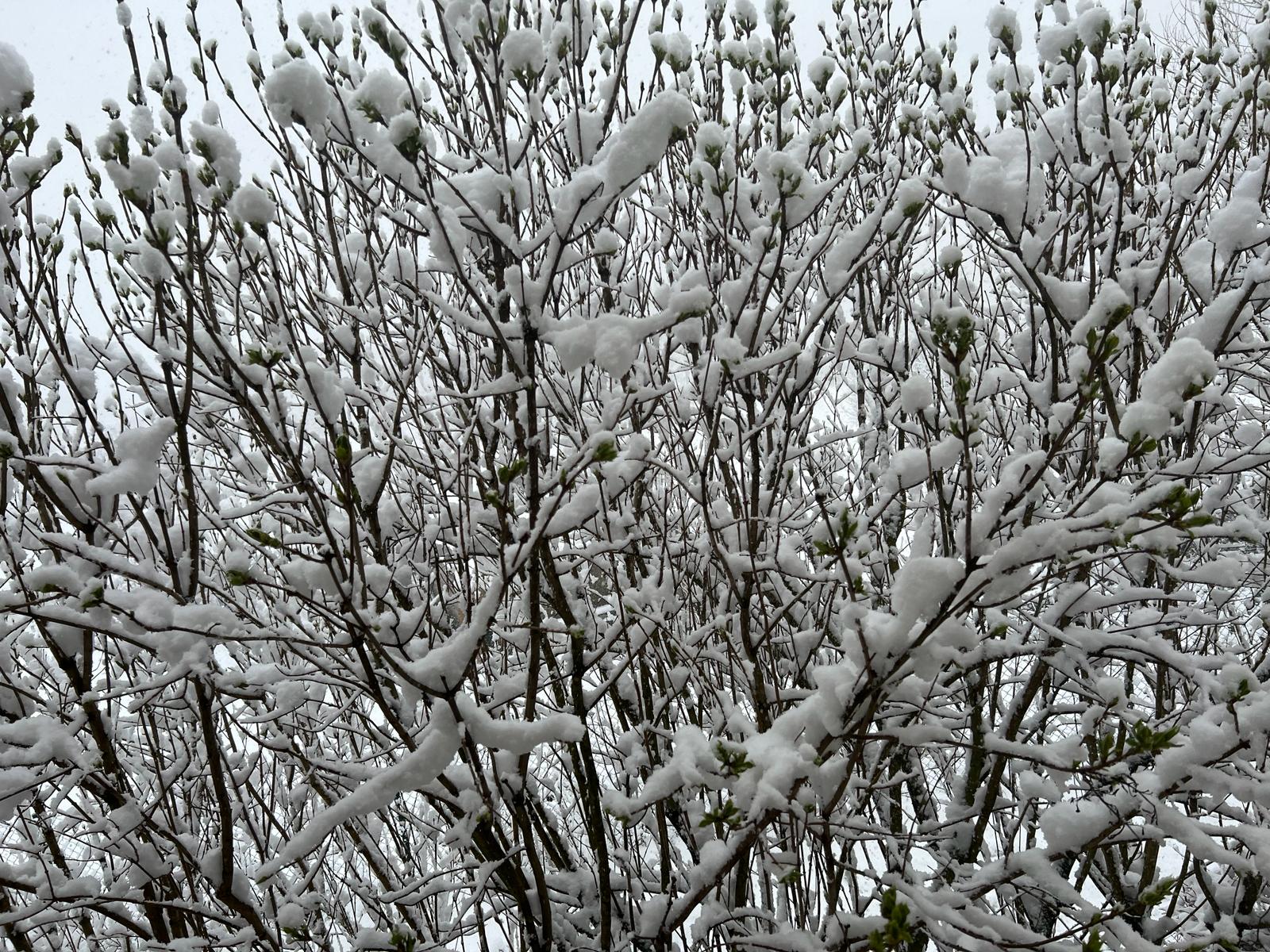 Nieve en Caboalles de Abajo