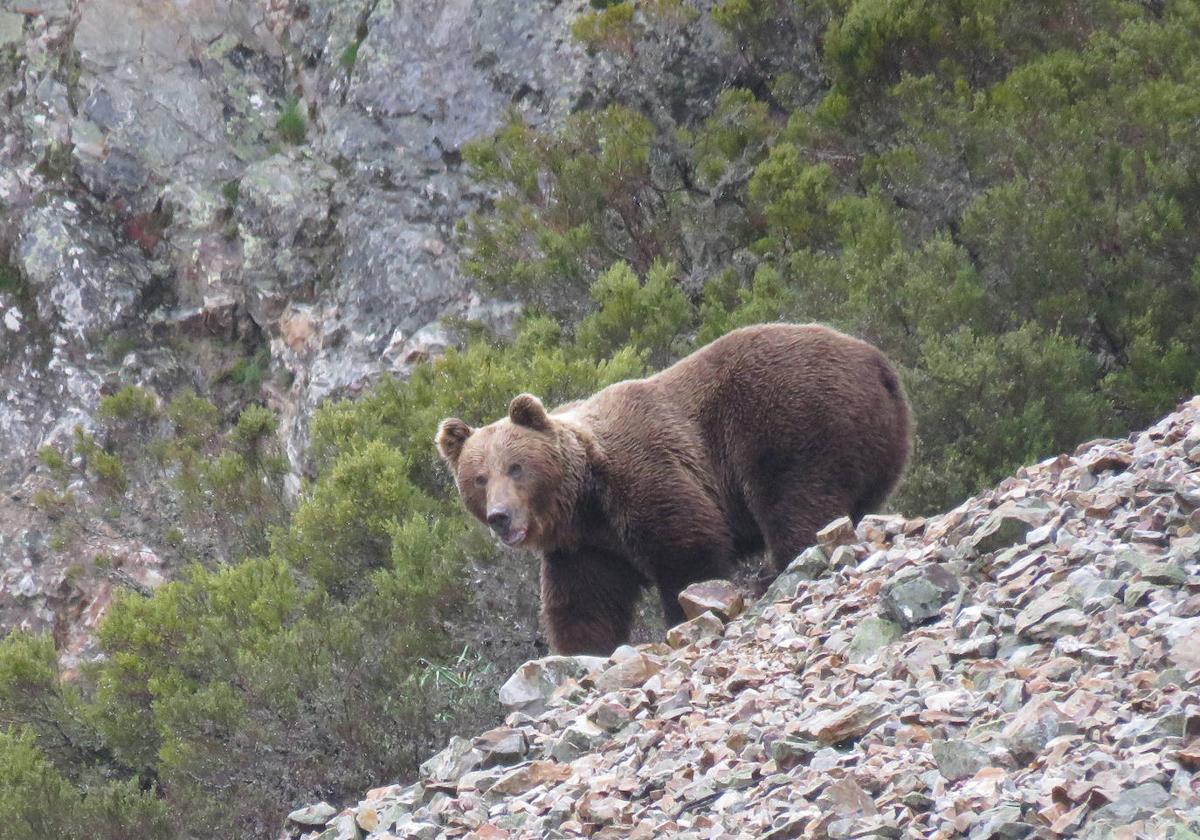 Oso cantábrico macho.