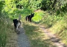 Osos en la localidad de Villaseca de Laciana.