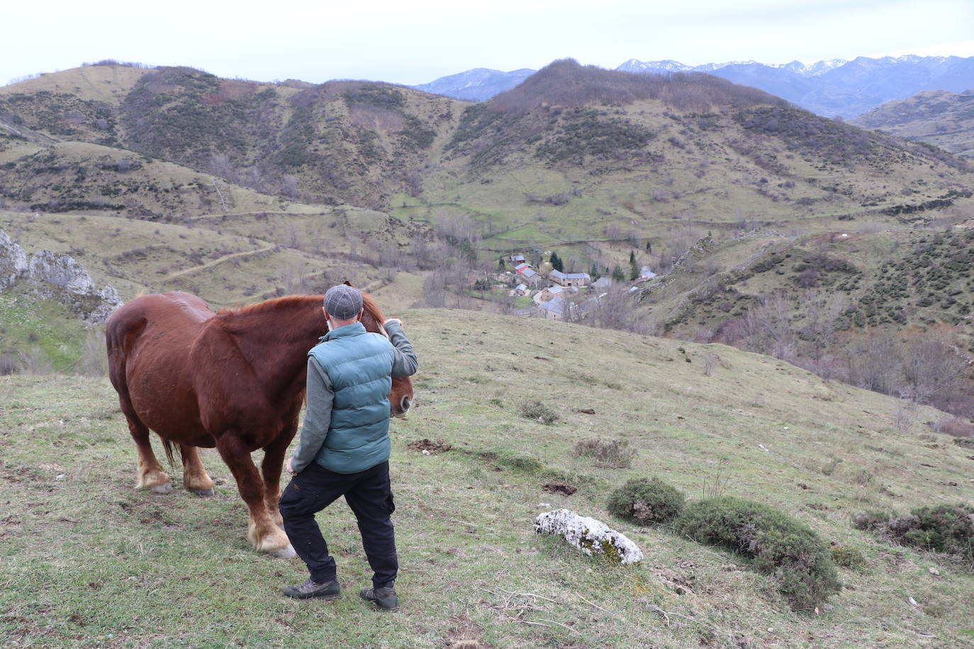 Los pastos de Babia se llenan de hisptano-bretón
