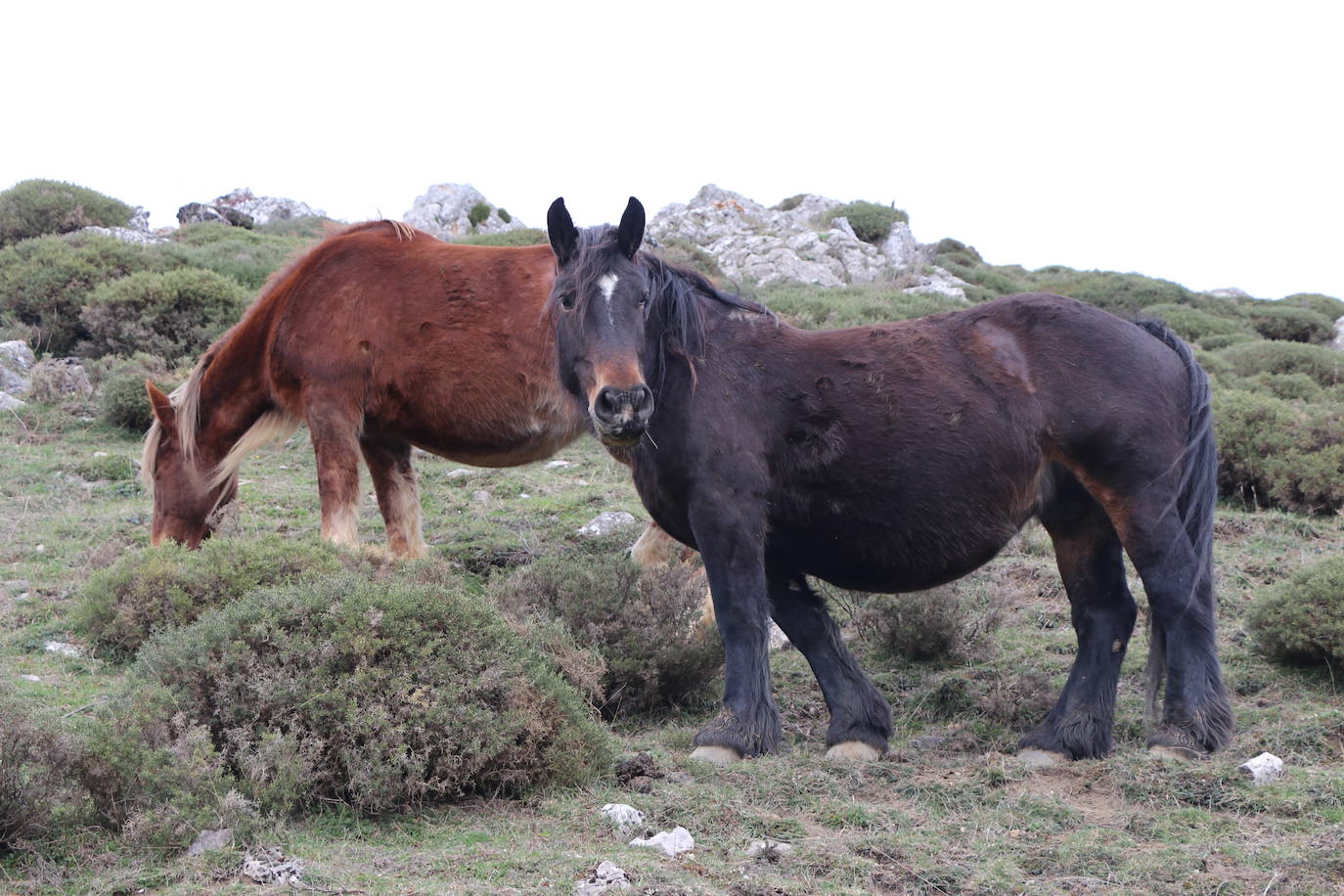 Los pastos de Babia se llenan de hisptano-bretón