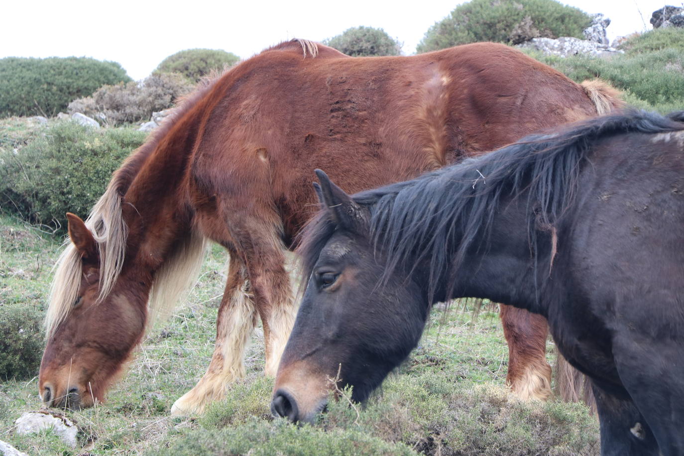 Los pastos de Babia se llenan de hisptano-bretón