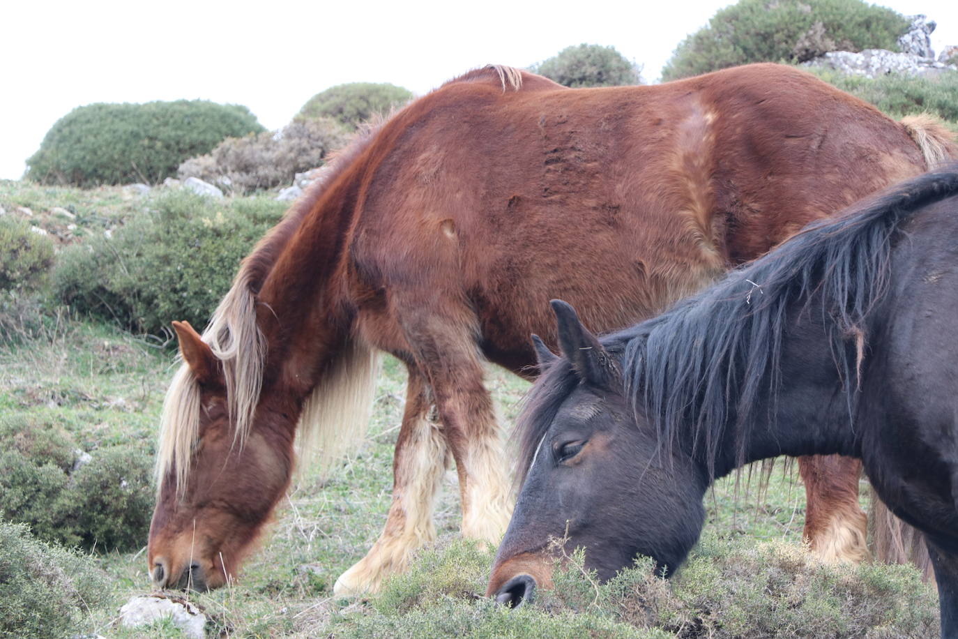 Los pastos de Babia se llenan de hisptano-bretón