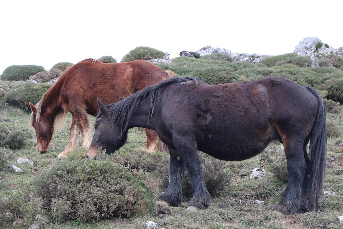 Los pastos de Babia se llenan de hisptano-bretón