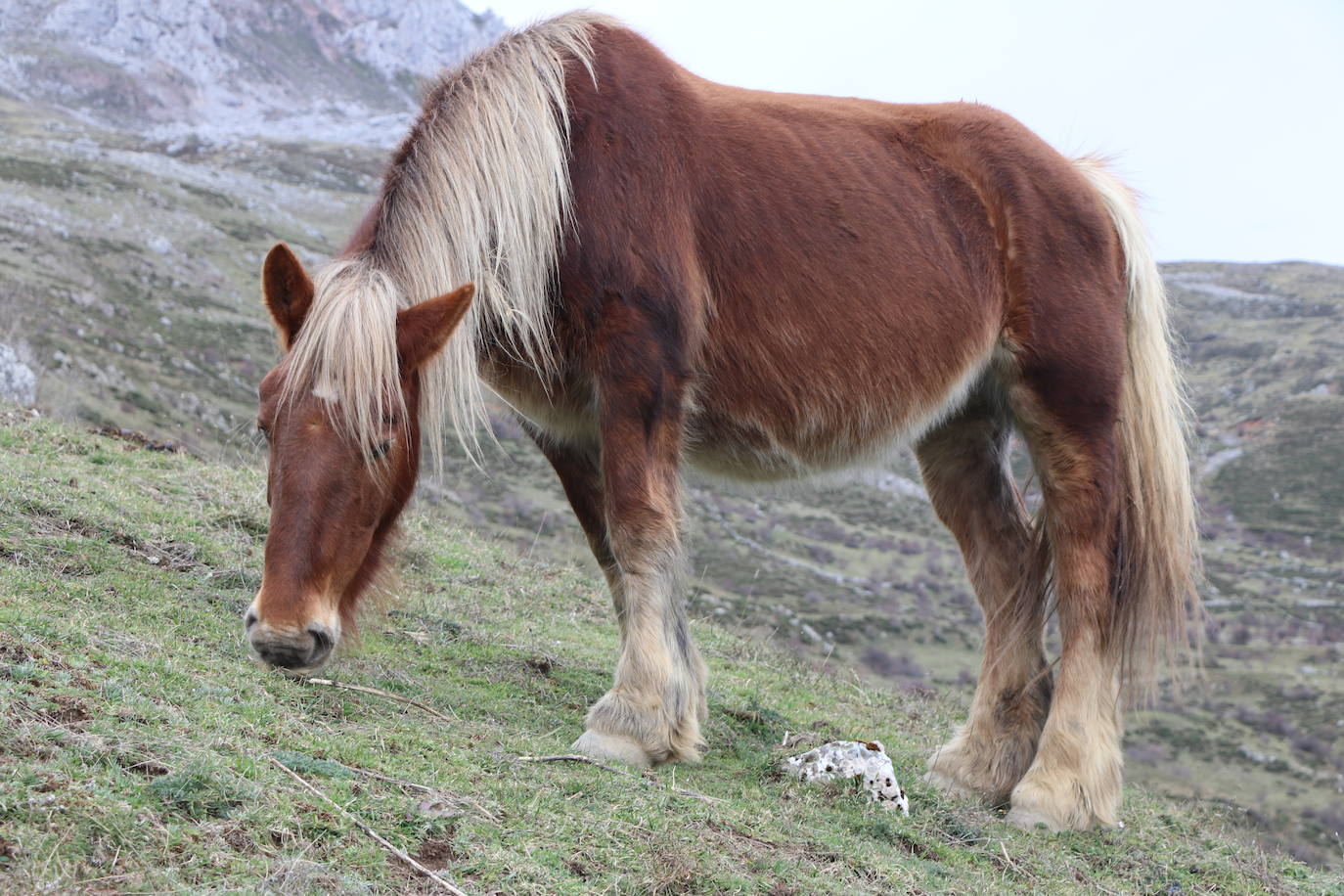 Los pastos de Babia se llenan de hisptano-bretón