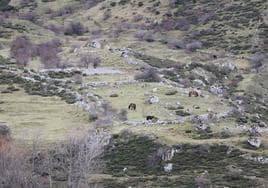 Los pastos de Babia se llenan de hisptano-bretón