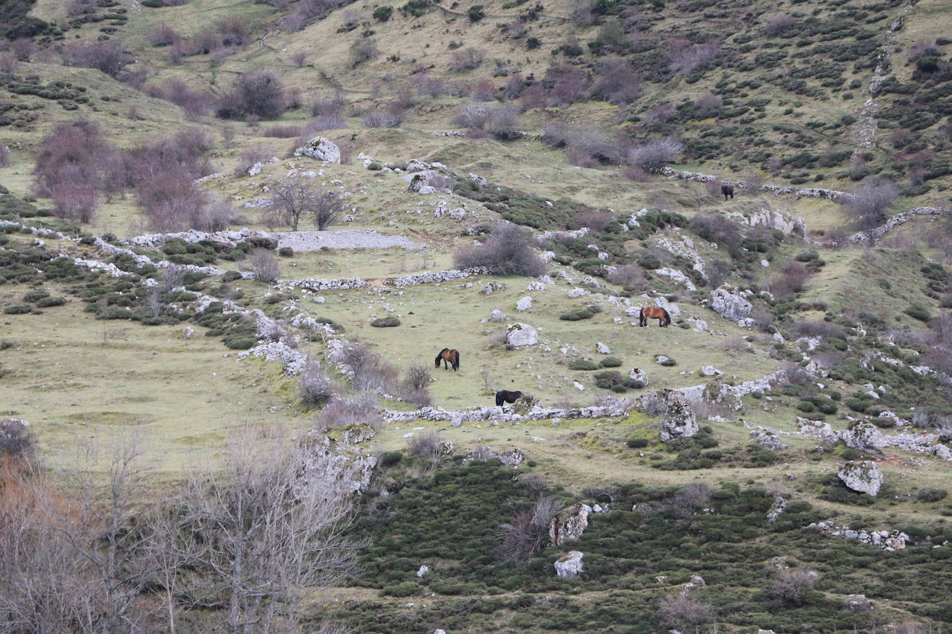 Los pastos de Babia se llenan de hisptano-bretón