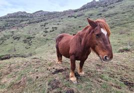 Una yegua de hispano-bretón pasta en los montes de Villargusán.