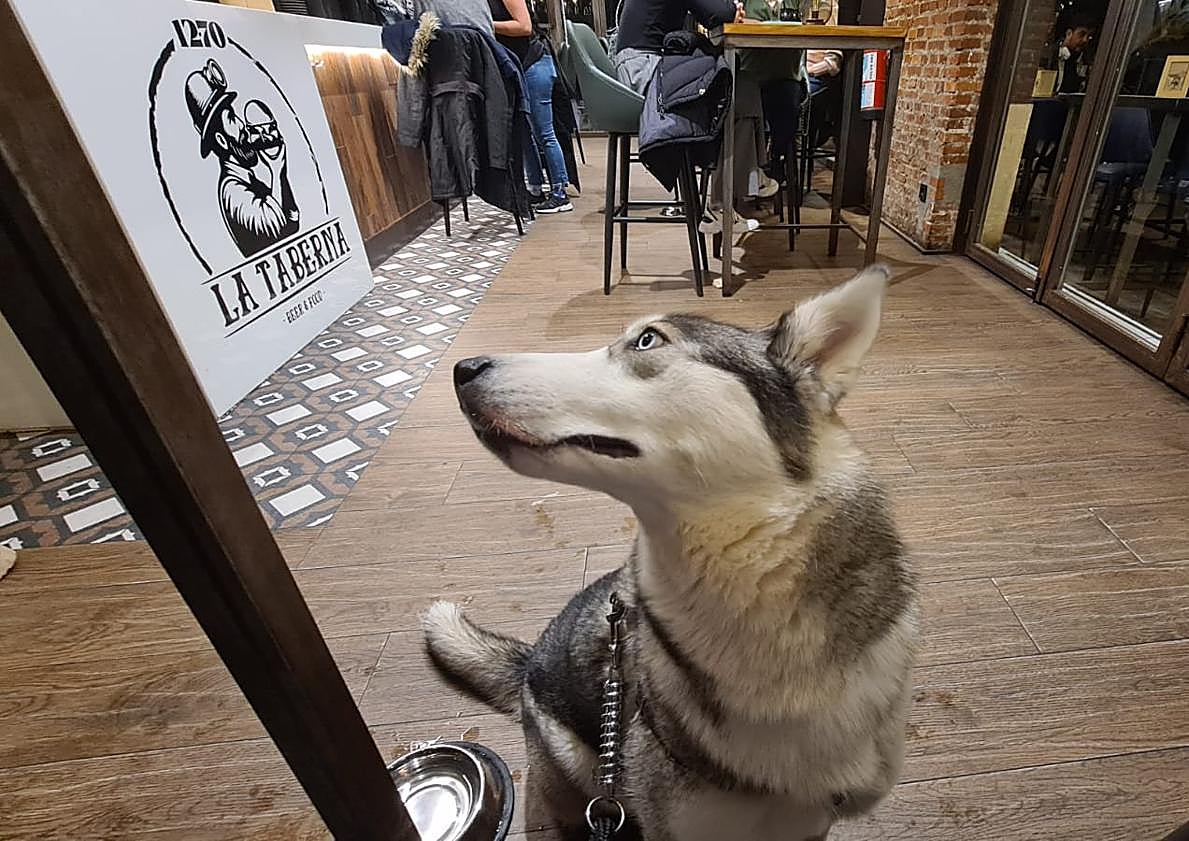 Imagen principal - La nueva taberna leonesa en la que los perros también tienen tapa