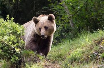 La población de osos pardos crece en 300 ejemplares en los últimos 30 años