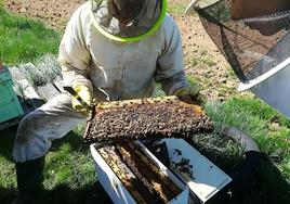 Los apicultores de León aprenden a proteger las colmenas de los ataques de osos